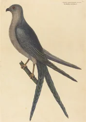 Svalehalet høg Falco furcatus, udgivet 1754.