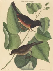 The Towhe Bird Fringilla erythrophthalma, udgivet 1754.