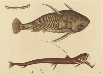 Hugormmunden (Silurus cataphractus)