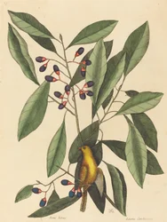 Den gule mejse (Motacilla trochilus)