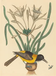 Den gul-sorte trupial Oriolus icterus, udgivet 1731-1743.