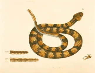 Viper Caudison Snake, Rattlesnake, plade 41, vol. 1, fra 