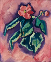 Pink Begonia, 1928-1929.