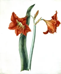 Amaryllis, ca. 1790