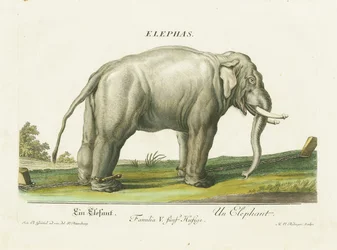 Asiatisk elefant i lænker