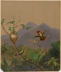 Brasilianske kolibrier III