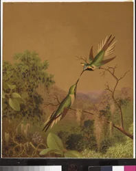 Brasilianske kolibrier IV
