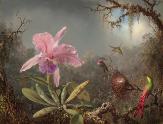 Cattleya orkidé og tre kolibrier