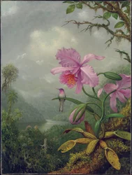 Kolibri sad på en orkidéplante, 1901