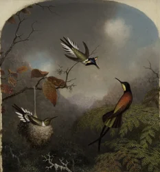 Hummingbirds: Two Sungems and a Crimson Topaz, 1866