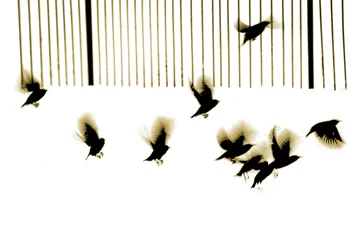 Stære, 2003 (fotogravure)