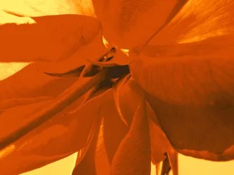 Rosenblüte