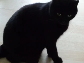 Sort kat