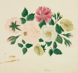 juni roser.