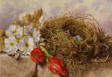 Et stilleben med blomstrende tulipaner og en fuglerede på en afsats (blyant og akvarel)