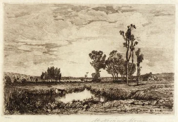Kvæg i en dam