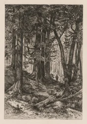 Interiør af en Californisk skov efter Thomas Moran American, 1837-1926,, 1888.