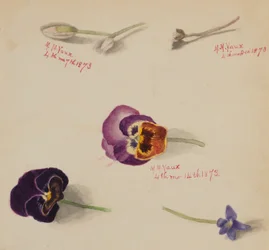 (Uden titel - blomsterstudie)