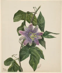 (Uden titel - blomsterstudie)