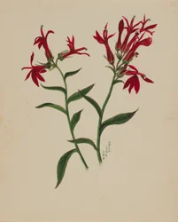 (Uden titel - blomsterstudie)