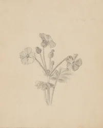 (Uden titel--Plantestudie)