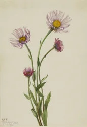 Alaskas loppefrøskaller (Erigeron salsuginosus)