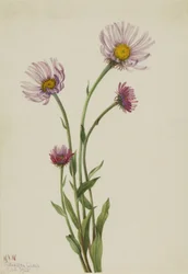 Alaska Fleabane Erigeron salsuginosus, 1925.