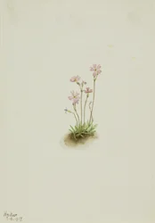 Alberta Primrose Primula maccalliana, 1917.