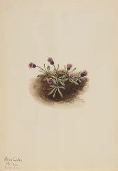 Alpeblad (Erigeron unalaschcensis)