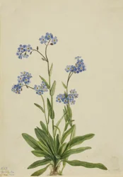 Alpine Forglemmigej Myosotis alpestris, 1924.