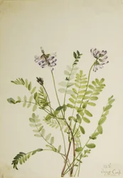 Almindelig mælkeurt (Astragalus alpinus)