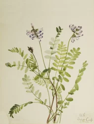 Alpine Milkvetch Astragalus alpinus, 1921.