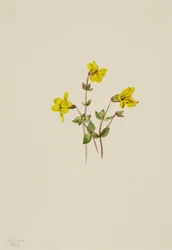 Alpine abeblomst Mimulus caespitosus, 1904.