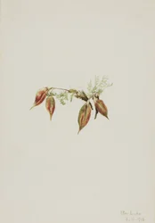 Alpine Pointvetch Oxytropis podocarpa, 1918.