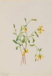 Alpin rajgræs (Senecio-arter)