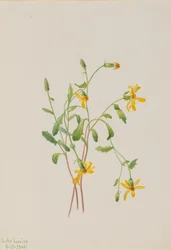 Alpine bynkeurt Senecio-art, 1905.
