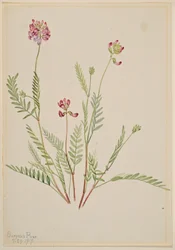 Alpevikke (Astragalus bourgovii)