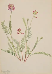 Alpine Vikker Astragalus bourgovii, 1917.