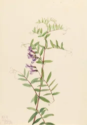 Amerikansk vikke (Vicia americana)