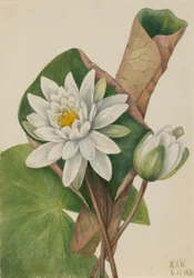 Amerikansk vandlilje (Castalia odorata)