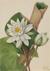 Amerikansk åkande Castalia odorata, 1920.
