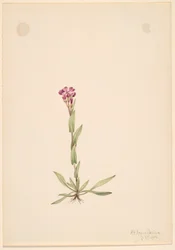Arabis lyallii, 1916.
