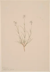 Formosa sandsten, 1904.