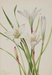 Atamasco-Lily Atamasco atamasco, 1925.