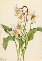 Avalanche Lily Erythronium montanum, 1925.