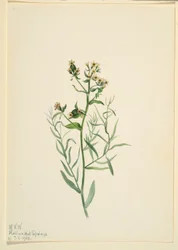 Bastardtudse (Comandra pallida)