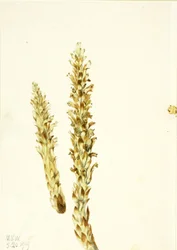 Bjørnemajs (Conopholis americana)