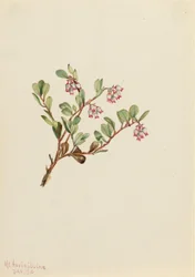 Bjørnebær (Arctostaphylos uva-ursi)