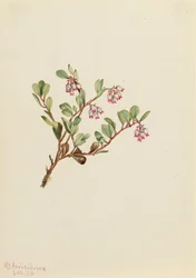 Bjørnebær Arctostaphylos uva-ursi, 1916.