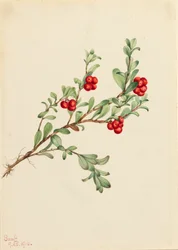 Bjørnebær Arctostaphylos uva-ursi, 1916.